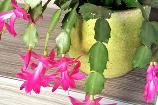 水溶性肥料使用指南，養花不求人，輕鬆學會完全版的施肥技巧