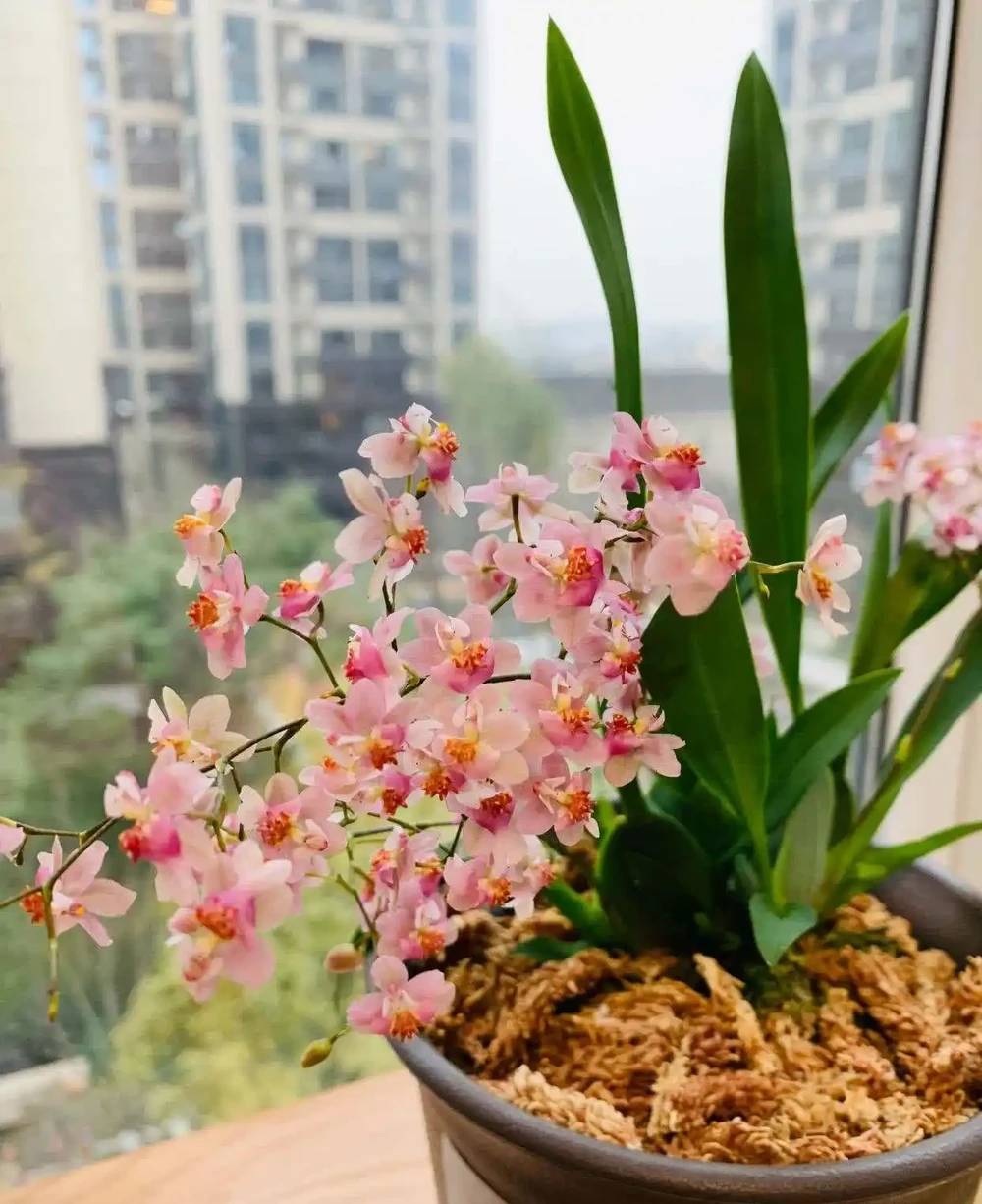 16種花被譽為冬日裡的「開花小機器」,喜歡可以養起來,又美又香