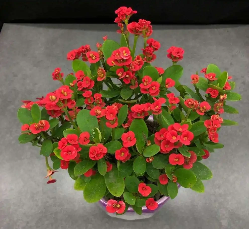 16種花被譽為冬日裡的「開花小機器」,喜歡可以養起來,又美又香