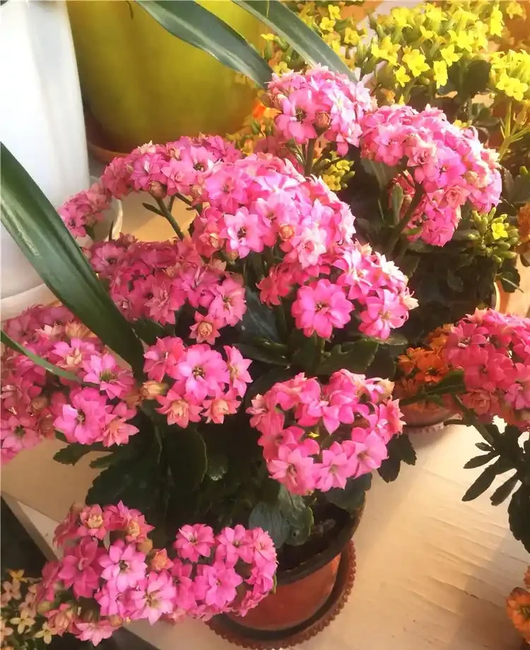 16種花被譽為冬日裡的「開花小機器」,喜歡可以養起來,又美又香