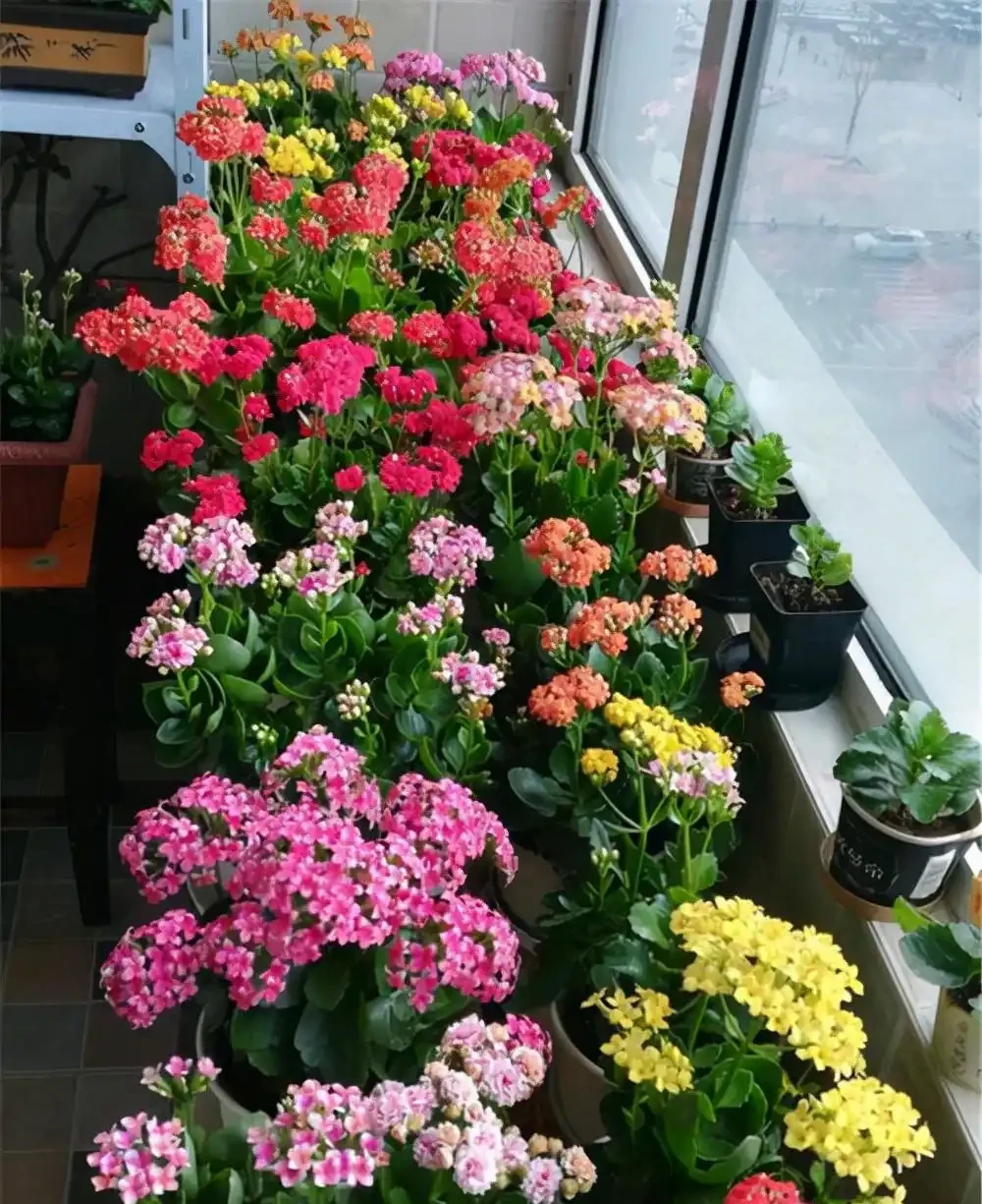 16種花被譽為冬日裡的「開花小機器」,喜歡可以養起來,又美又香