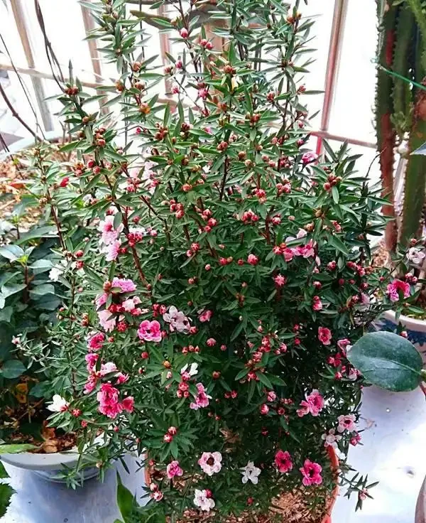 16種花被譽為冬日裡的「開花小機器」,喜歡可以養起來,又美又香