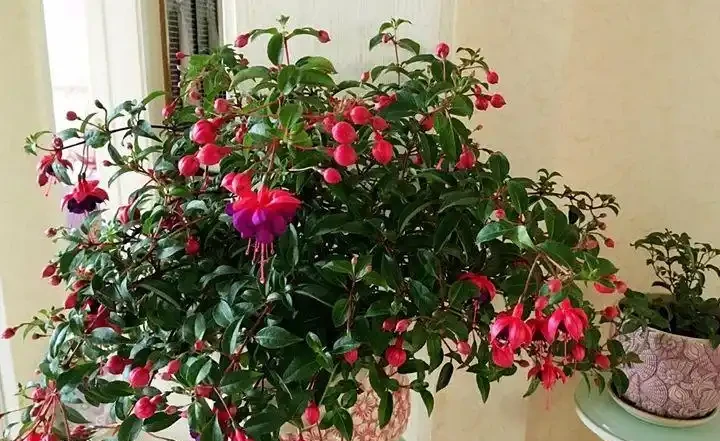 16種花被譽為冬日裡的「開花小機器」,喜歡可以養起來,又美又香