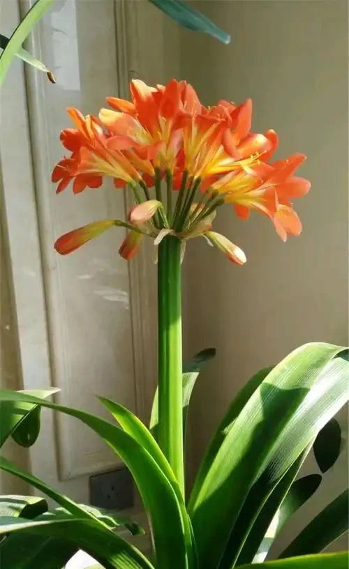 16種花被譽為冬日裡的「開花小機器」，喜歡可以養起來，又美又香