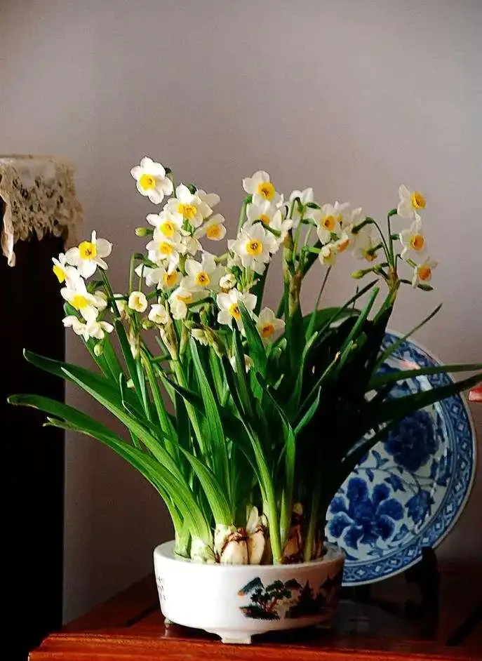 16種花被譽為冬日裡的「開花小機器」，喜歡可以養起來，又美又香