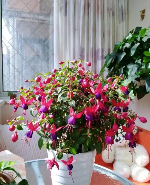 16種花被譽為冬日裡的「開花小機器」,喜歡可以養起來,又美又香