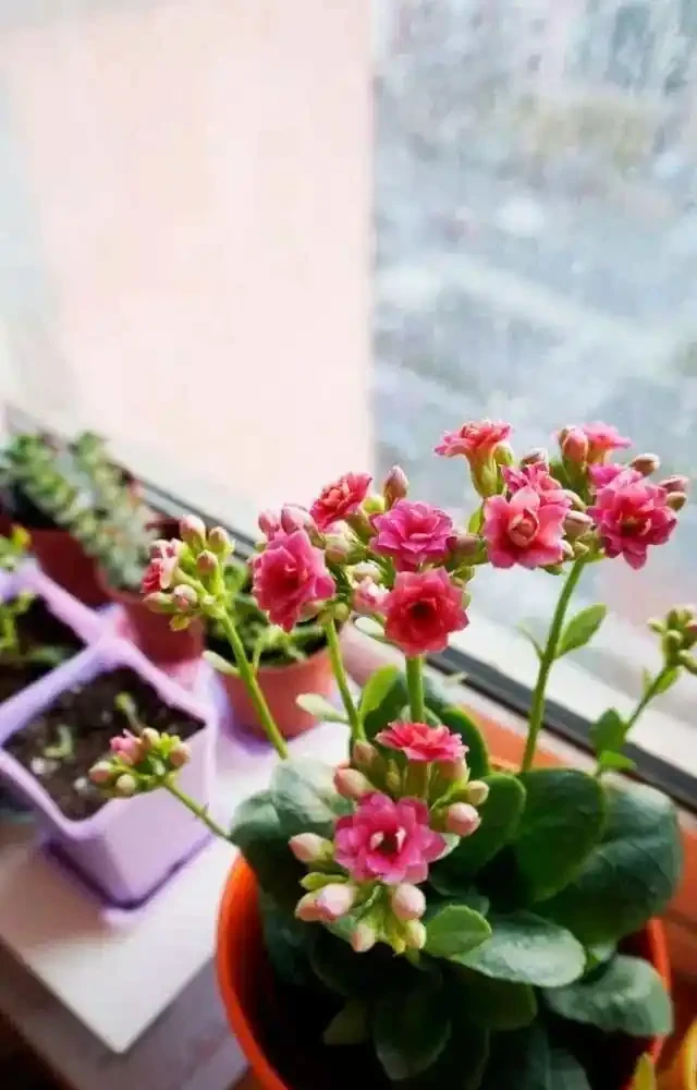 16種花被譽為冬日裡的「開花小機器」,喜歡可以養起來,又美又香