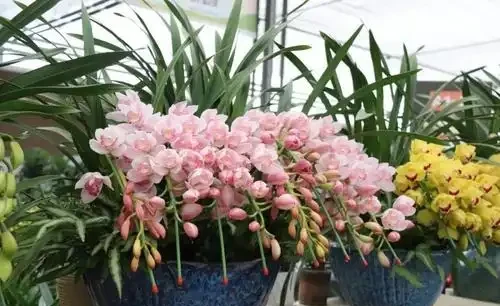 16種花被譽為冬日裡的「開花小機器」,喜歡可以養起來,又美又香