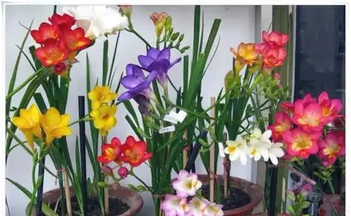16種花被譽為冬日裡的「開花小機器」,喜歡可以養起來,又美又香