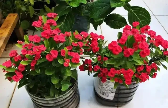 16種花被譽為冬日裡的「開花小機器」,喜歡可以養起來,又美又香