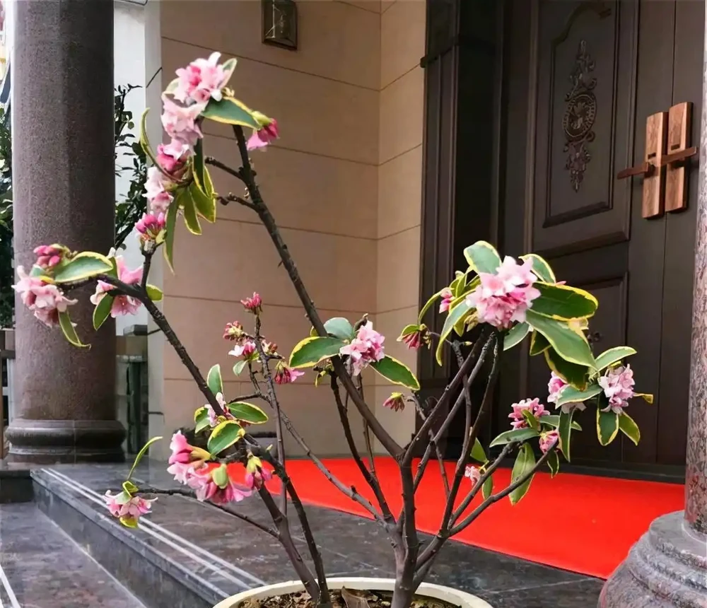 16種花被譽為冬日裡的「開花小機器」,喜歡可以養起來,又美又香