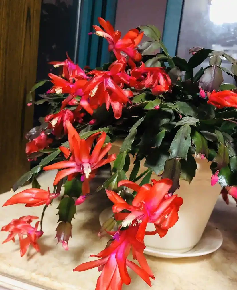 16種花被譽為冬日裡的「開花小機器」,喜歡可以養起來,又美又香