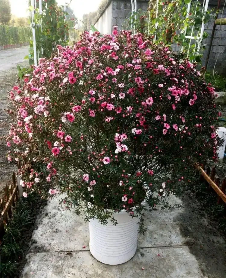 16種花被譽為冬日裡的「開花小機器」,喜歡可以養起來,又美又香