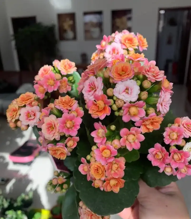 16種花被譽為冬日裡的「開花小機器」,喜歡可以養起來,又美又香