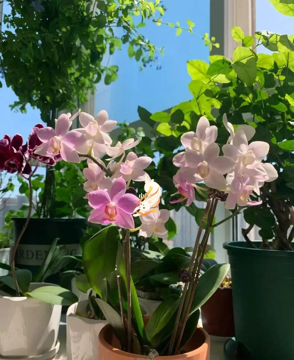 16種花被譽為冬日裡的「開花小機器」,喜歡可以養起來,又美又香