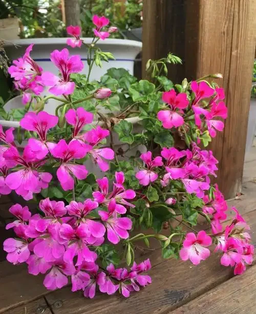 16種花被譽為冬日裡的「開花小機器」,喜歡可以養起來,又美又香