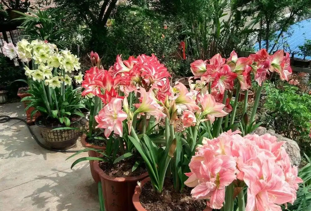 16種花被譽為冬日裡的「開花小機器」,喜歡可以養起來,又美又香