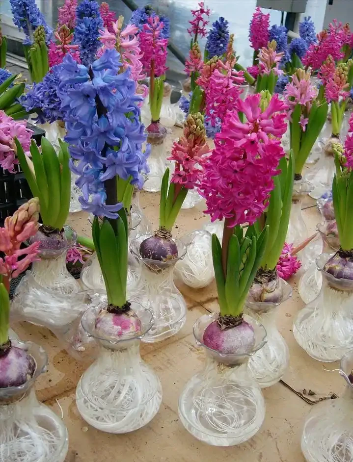 16種花被譽為冬日裡的「開花小機器」,喜歡可以養起來,又美又香