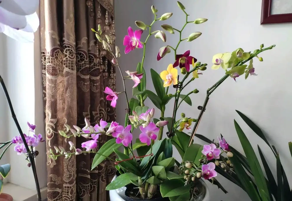16種花被譽為冬日裡的「開花小機器」,喜歡可以養起來,又美又香