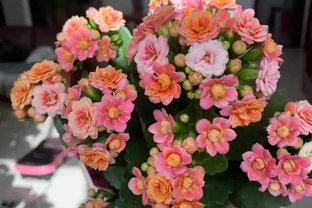 16種花被譽為冬日裡的「開花小機器」，喜歡可以養起來，又美又香