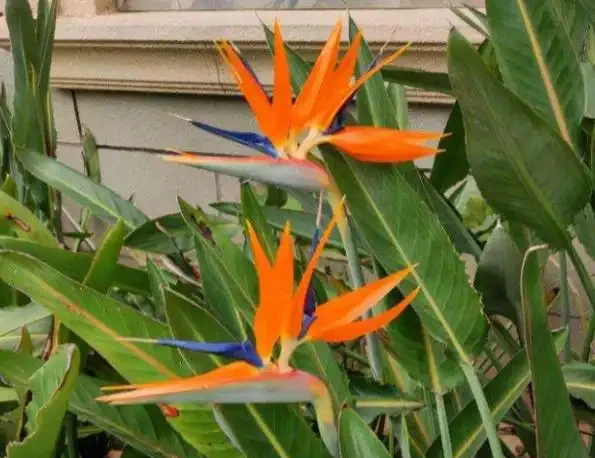 臘月逛花市，6種花不要買，因為「花」是假的，別上當