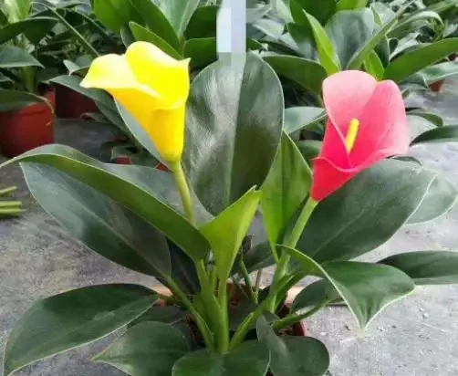 臘月逛花市，6種花不要買，因為「花」是假的，別上當