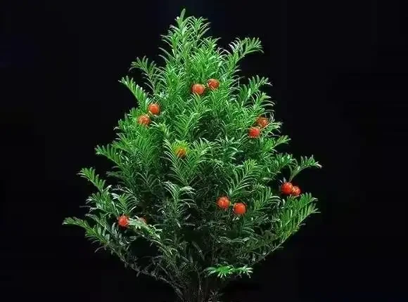 臘月逛花市，6種花不要買，因為「花」是假的，別上當