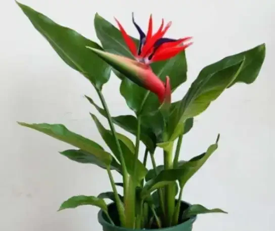 臘月逛花市，6種花不要買，因為「花」是假的，別上當