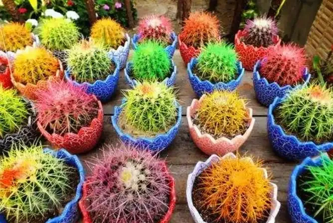 臘月逛花市，6種花不要買，因為「花」是假的，別上當