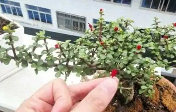 臘月逛花市，6種花不要買，因為「花」是假的，別上當