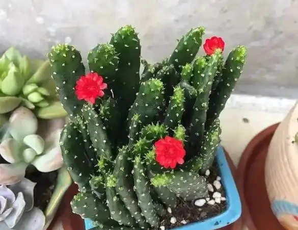 臘月逛花市，6種花不要買，因為「花」是假的，別上當