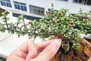 臘月逛花市，6種花不要買，因為「花」是假的，別上當