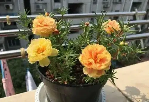 7種「開花小勞模」,四季常開不敗,天天有花看,開心