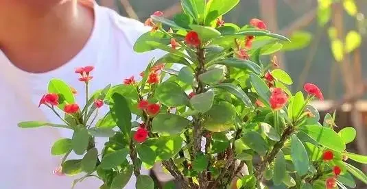 7種「開花小勞模」,四季常開不敗,天天有花看,開心