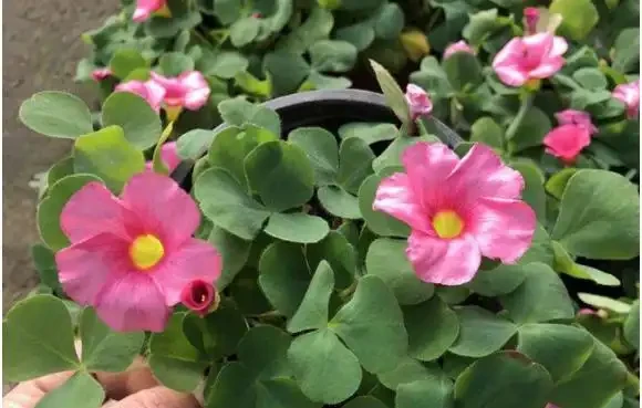 7種「開花小勞模」,四季常開不敗,天天有花看,開心