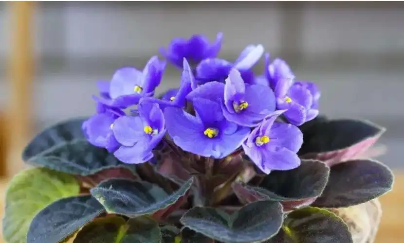 7種「開花小勞模」,四季常開不敗,天天有花看,開心