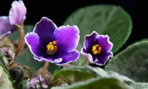 7種「開花小勞模」,四季常開不敗,天天有花看,開心
