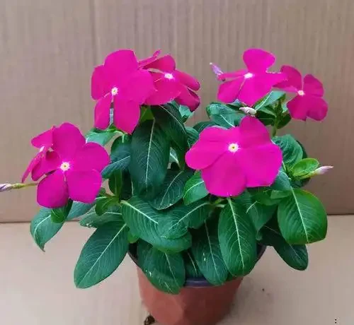 7種「開花小勞模」,四季常開不敗,天天有花看,開心