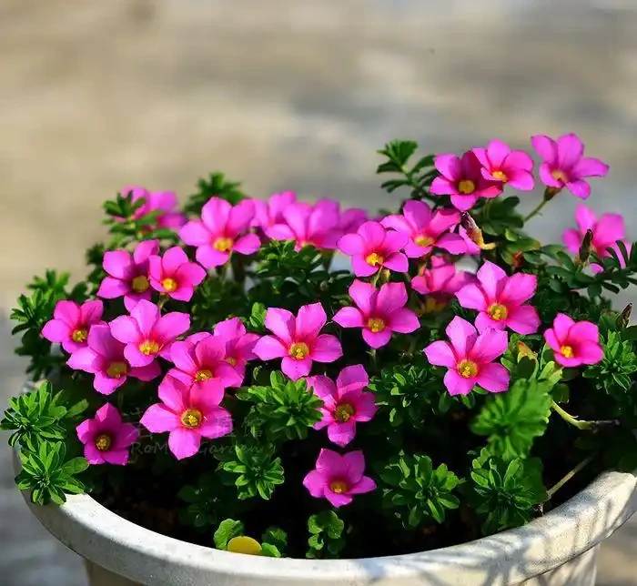 7種「開花小勞模」,四季常開不敗,天天有花看,開心