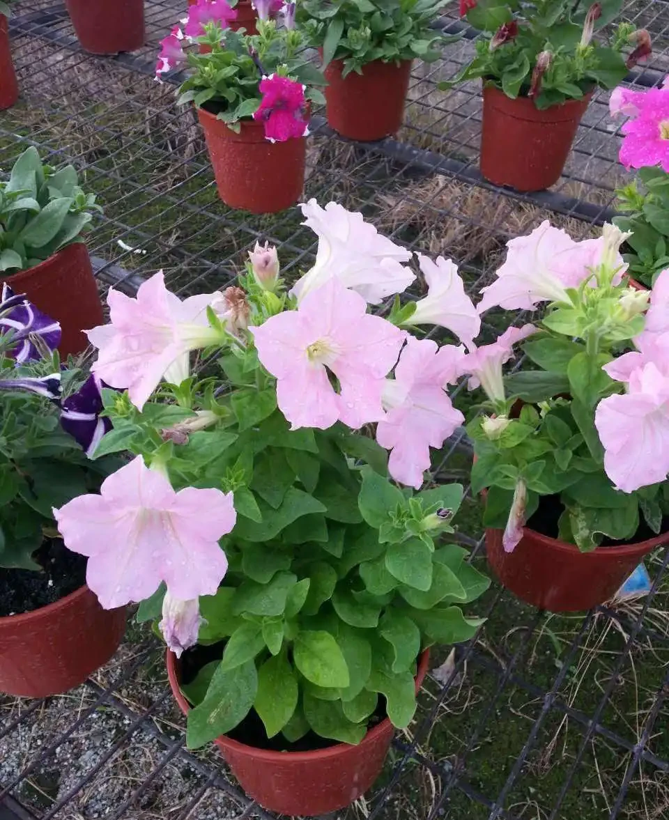 7種「開花小勞模」,四季常開不敗,天天有花看,開心