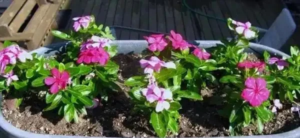 7種「開花小勞模」,四季常開不敗,天天有花看,開心