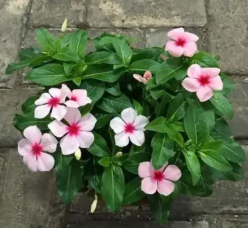 7種「開花小勞模」,四季常開不敗,天天有花看,開心