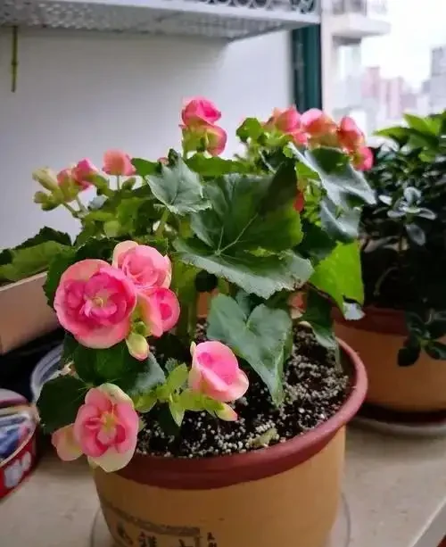 7種「開花小勞模」,四季常開不敗,天天有花看,開心