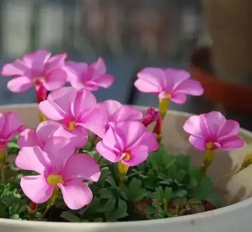 7種「開花小勞模」,四季常開不敗,天天有花看,開心