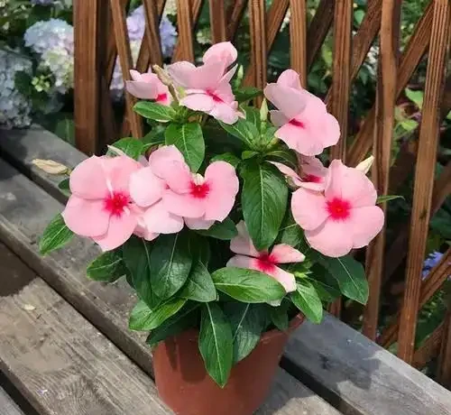 7種「開花小勞模」,四季常開不敗,天天有花看,開心