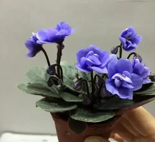 7種「開花小勞模」,四季常開不敗,天天有花看,開心