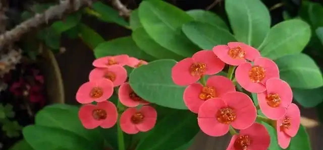 7種「開花小勞模」,四季常開不敗,天天有花看,開心