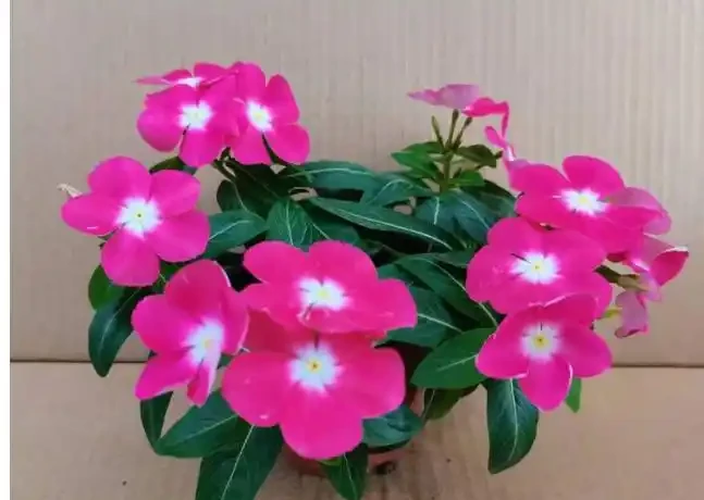 7種「開花小勞模」,四季常開不敗,天天有花看,開心
