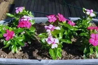 7種「開花小勞模」，四季常開不敗，天天有花看，開心