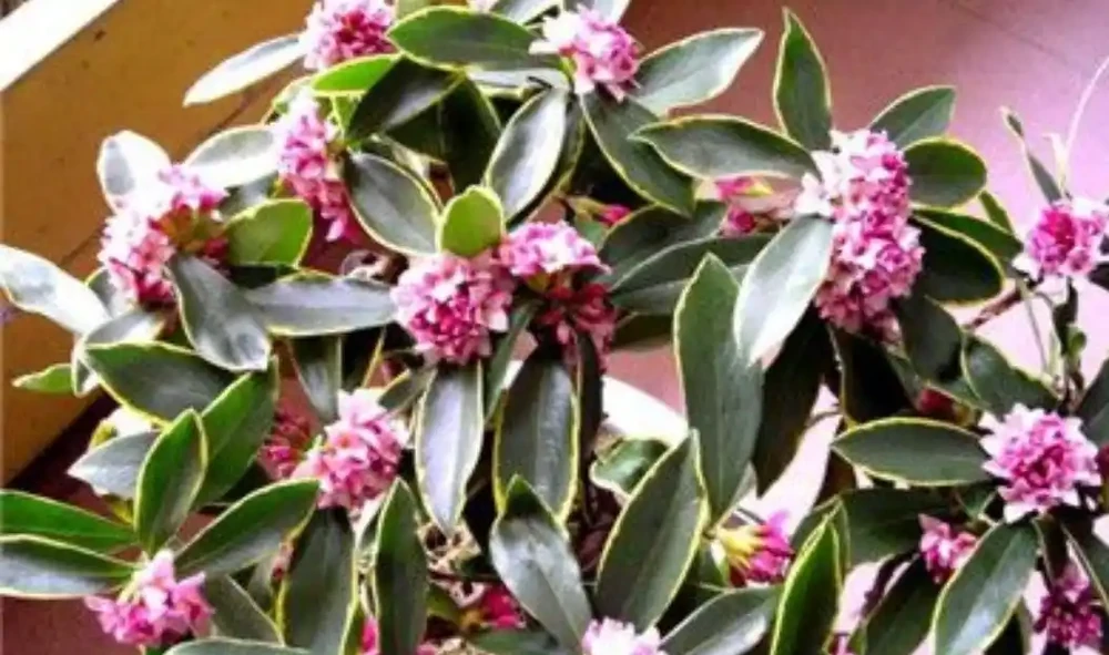 冬天家中養盆瑞香花,春節期間開放,滿足飄香
